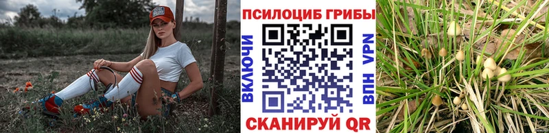 Купить закладки  Асино  Псилоцибиновые грибы MAGIC MUSHROOMS 